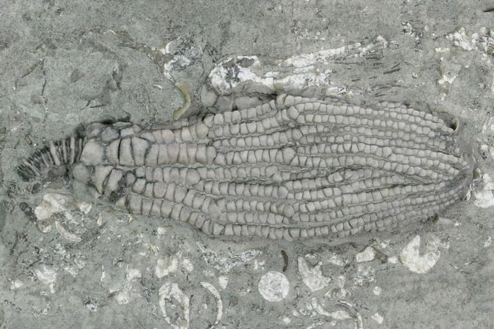 Crinoid (Pachylocrinus) Fossil - Crawfordsville, Indiana #125899